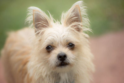 Portrait of dog standing outdoors