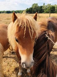 Horse in the field