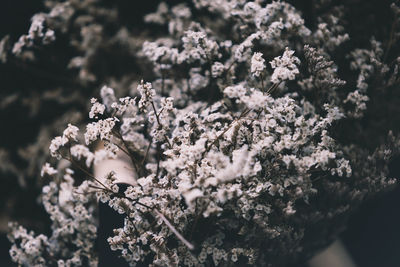 Close-up of white cherry blossom tree