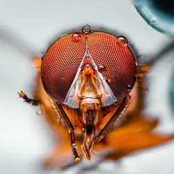 Close-up of fly