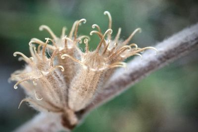 Close-up of plant