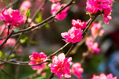 Close-up of pink flowers