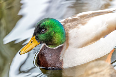 Close-up of duck swimming in water