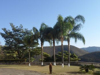 Coconut palm trees on landscape against clear blue sky