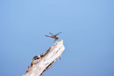 Low angle view of insect against clear blue sky