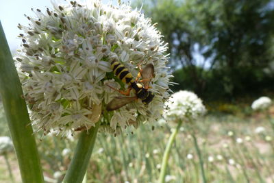 Close-up of bee on flower