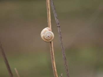 Close up of plant against blurred background