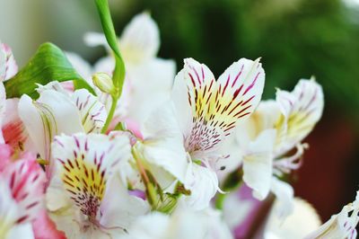 Close-up of pink flowers