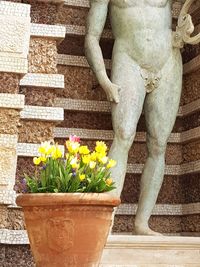 Potted plant against wall