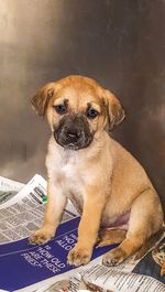Close-up portrait of dog sitting