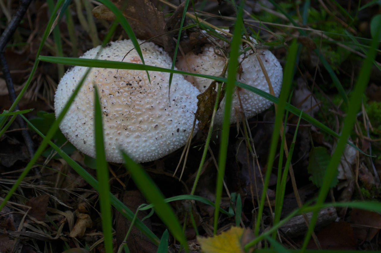 CLOSE-UP OF MUSHROOMS GROWING ON FIELD