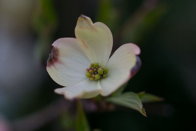 Close-up of white flower