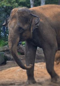 Close-up of elephant