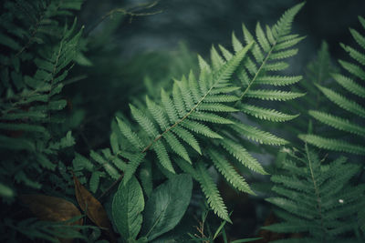 Close-up of fern