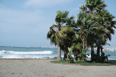 Trees at beach against sky