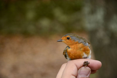 Close-up of hand holding small bird