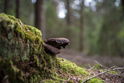 Close-up of lizard on tree trunk