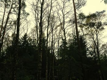 Low angle view of trees in forest