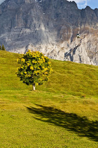 Scenic view of field against mountain