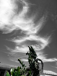 Low angle view of tree against sky