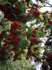 Low angle view of tree