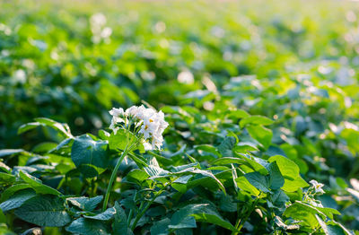 Close-up of white flowering plant