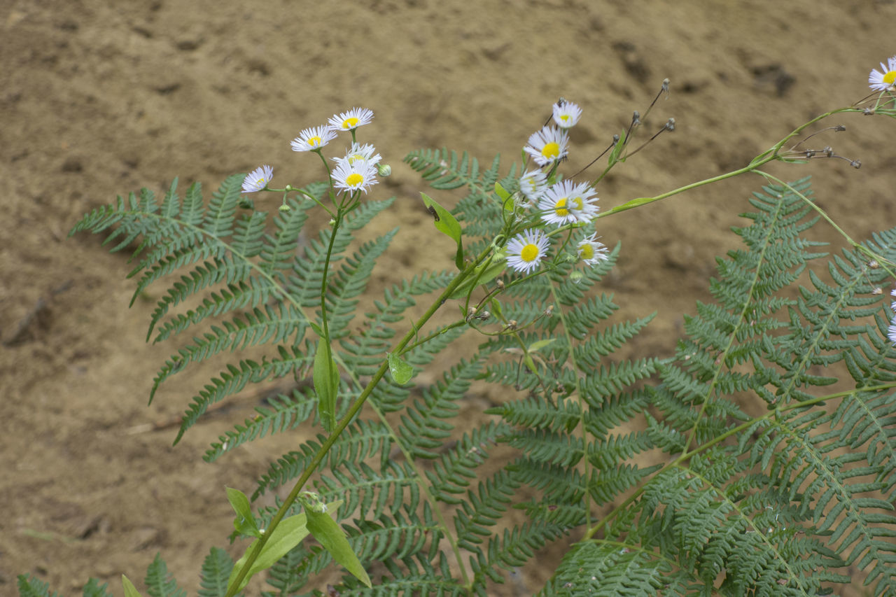 HIGH ANGLE VIEW OF FLOWERING PLANT ON LAND