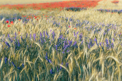Close-up of wheat field with poppies