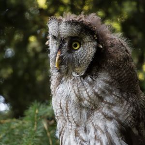 Close-up portrait of owl