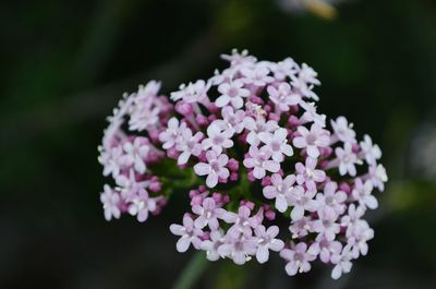 Close-up of flowers blooming outdoors