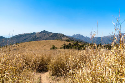 Scenic view of field against clear blue sky