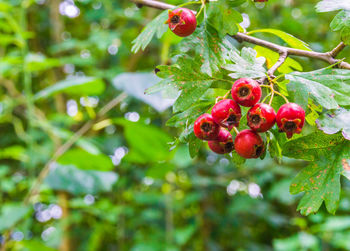 Close-up of red berries growing on tree