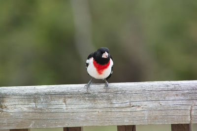 Close-up of bird perching on wooden railing