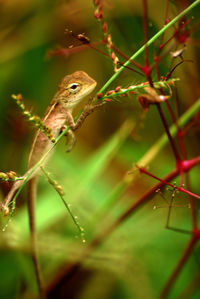 Close-up of insect on plant