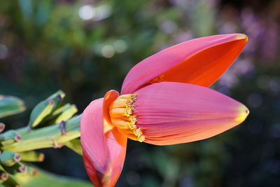 Close-up of insect on red flowering plant