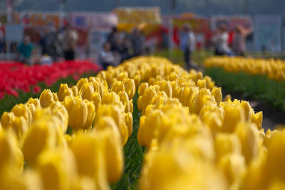 Close-up of yellow tulips