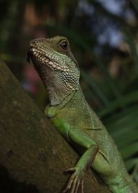 Close-up of lizard