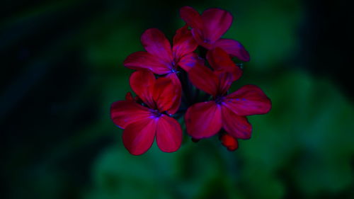 Close-up of pink flowers