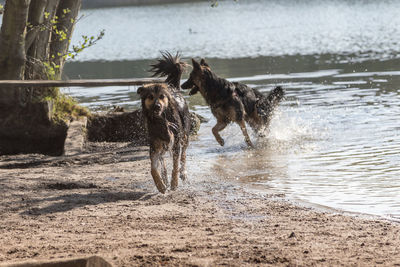 Dog running in a lake