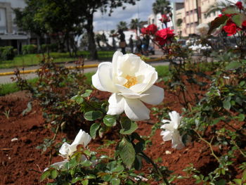 Close-up of white flowers blooming outdoors