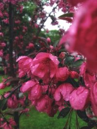 Close-up of pink flowering plants