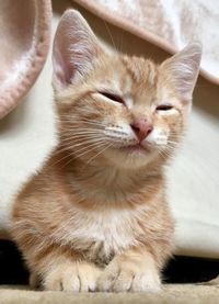 10 week old ginger tabby cat kitten