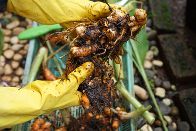 Close-up of bee on hand