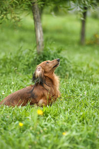 View of a dog on field