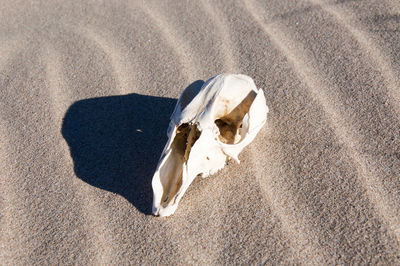 Close-up of animal skull at beach