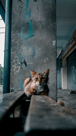 Cat sitting on window