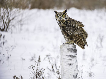 Bird perching on snow