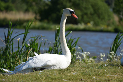 Close-up of swan in lake