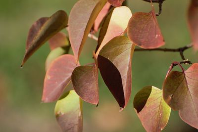 Close-up of fresh green leaves on plant