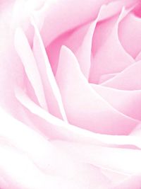 Full frame shot of pink rose